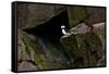 Puffin Cave-Howard Ruby-Framed Stretched Canvas