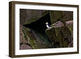 Puffin Cave-Howard Ruby-Framed Photographic Print