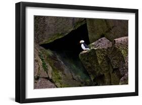 Puffin Cave-Howard Ruby-Framed Photographic Print