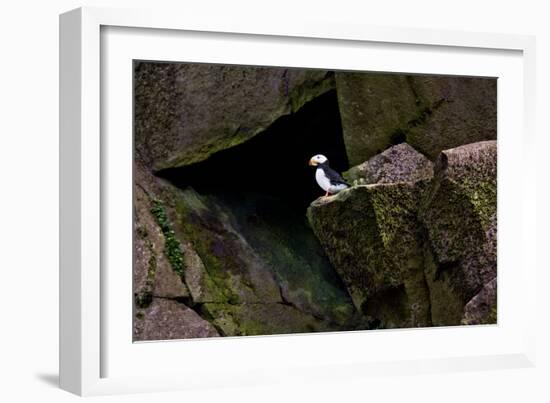 Puffin Cave-Howard Ruby-Framed Photographic Print