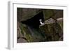 Puffin Cave-Howard Ruby-Framed Photographic Print