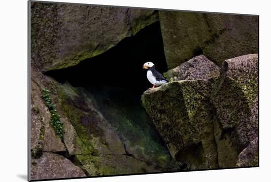 Puffin Cave-Howard Ruby-Mounted Photographic Print