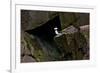 Puffin Cave-Howard Ruby-Framed Photographic Print