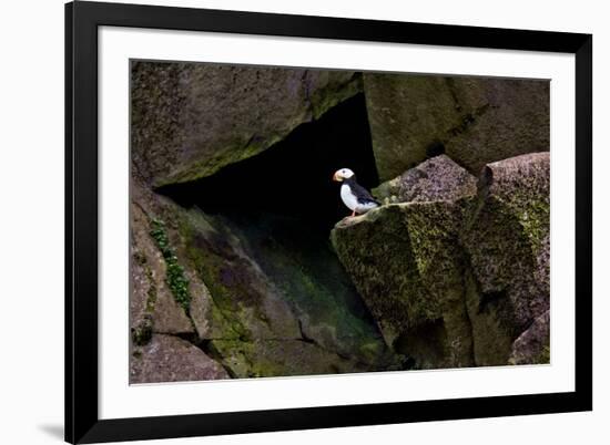 Puffin Cave-Howard Ruby-Framed Photographic Print