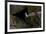 Puffin Cave-Howard Ruby-Framed Photographic Print