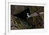 Puffin Cave-Howard Ruby-Framed Photographic Print