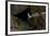 Puffin Cave-Howard Ruby-Framed Photographic Print