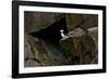 Puffin Cave-Howard Ruby-Framed Photographic Print