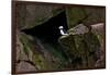 Puffin Cave-Howard Ruby-Framed Photographic Print