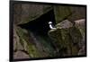 Puffin Cave-Howard Ruby-Framed Photographic Print