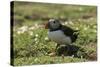 Puffin Collecting Nesting Material, Wales, United Kingdom, Europe-Andrew Daview-Stretched Canvas