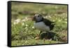 Puffin Collecting Nesting Material, Wales, United Kingdom, Europe-Andrew Daview-Framed Stretched Canvas