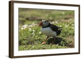 Puffin Collecting Nesting Material, Wales, United Kingdom, Europe-Andrew Daview-Framed Photographic Print