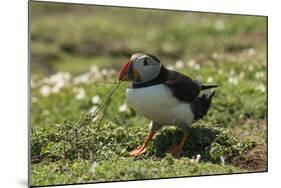 Puffin Collecting Nesting Material, Wales, United Kingdom, Europe-Andrew Daview-Mounted Photographic Print