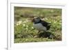 Puffin Collecting Nesting Material, Wales, United Kingdom, Europe-Andrew Daview-Framed Photographic Print