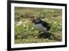 Puffin Collecting Nesting Material, Wales, United Kingdom, Europe-Andrew Daview-Framed Photographic Print