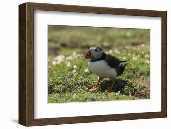 Puffin Collecting Nesting Material, Wales, United Kingdom, Europe-Andrew Daview-Framed Photographic Print