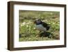 Puffin Collecting Nesting Material, Wales, United Kingdom, Europe-Andrew Daview-Framed Photographic Print