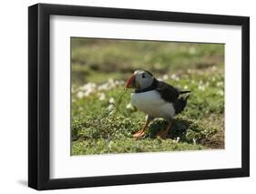 Puffin Collecting Nesting Material, Wales, United Kingdom, Europe-Andrew Daview-Framed Photographic Print