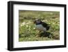 Puffin Collecting Nesting Material, Wales, United Kingdom, Europe-Andrew Daview-Framed Photographic Print