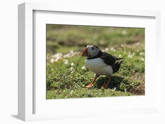 Puffin Collecting Nesting Material, Wales, United Kingdom, Europe-Andrew Daview-Framed Photographic Print