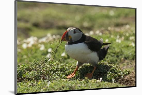 Puffin Collecting Nesting Material, Wales, United Kingdom, Europe-Andrew Daview-Mounted Photographic Print