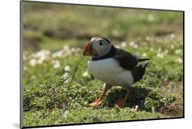 Puffin Collecting Nesting Material, Wales, United Kingdom, Europe-Andrew Daview-Mounted Photographic Print