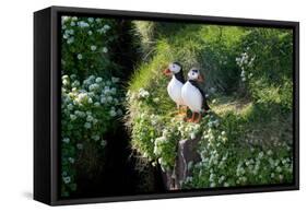 Puffin Couple Guarding their Nest-Howard Ruby-Framed Stretched Canvas