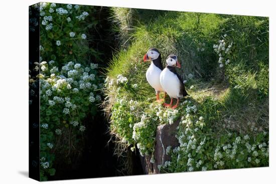 Puffin Couple Guarding their Nest-Howard Ruby-Stretched Canvas