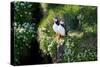 Puffin Couple Guarding their Nest-Howard Ruby-Stretched Canvas