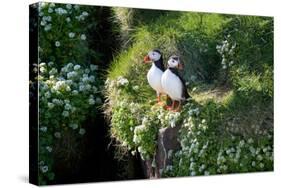 Puffin Couple Guarding their Nest-Howard Ruby-Stretched Canvas