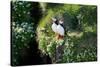 Puffin Couple Guarding their Nest-Howard Ruby-Stretched Canvas