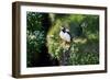 Puffin Couple Guarding their Nest-Howard Ruby-Framed Photographic Print