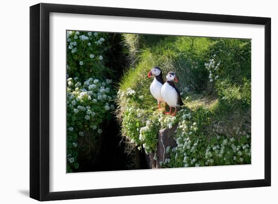 Puffin Couple Guarding their Nest-Howard Ruby-Framed Photographic Print