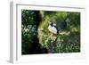 Puffin Couple Guarding their Nest-Howard Ruby-Framed Photographic Print