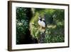 Puffin Couple Guarding their Nest-Howard Ruby-Framed Photographic Print