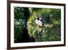 Puffin Couple Guarding their Nest-Howard Ruby-Framed Photographic Print