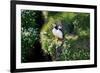 Puffin Couple Guarding their Nest-Howard Ruby-Framed Photographic Print