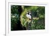 Puffin Couple Guarding their Nest-Howard Ruby-Framed Photographic Print