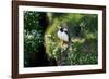 Puffin Couple Guarding their Nest-Howard Ruby-Framed Photographic Print