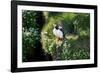 Puffin Couple Guarding their Nest-Howard Ruby-Framed Photographic Print