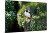 Puffin Couple Guarding their Nest-Howard Ruby-Mounted Photographic Print