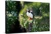 Puffin Couple Guarding their Nest-Howard Ruby-Stretched Canvas