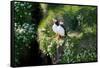 Puffin Couple Guarding their Nest-Howard Ruby-Framed Stretched Canvas