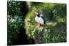 Puffin Couple Guarding their Nest-Howard Ruby-Stretched Canvas