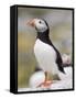 Puffin, Farne Islands, Northumberland, England, United Kingdom, Europe-Toon Ann & Steve-Framed Stretched Canvas