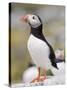 Puffin, Farne Islands, Northumberland, England, United Kingdom, Europe-Toon Ann & Steve-Stretched Canvas