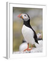 Puffin, Farne Islands, Northumberland, England, United Kingdom, Europe-Toon Ann & Steve-Framed Photographic Print