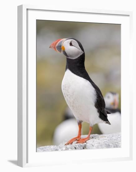 Puffin, Farne Islands, Northumberland, England, United Kingdom, Europe-Toon Ann & Steve-Framed Photographic Print