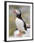 Puffin, Farne Islands, Northumberland, England, United Kingdom, Europe-Toon Ann & Steve-Framed Photographic Print